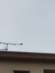 Streptopelia decaocto