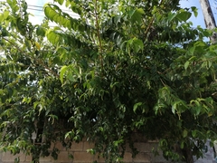 Maclura tinctoria