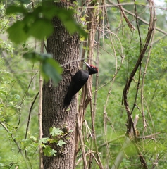 Dryocopus martius martius