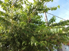 Maclura tinctoria