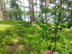 Cotoneaster scandinavicus