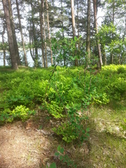 Cotoneaster scandinavicus