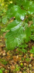 Viburnum opulus