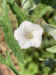 Convolvulus farinosus