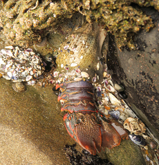 Panulirus interruptus