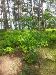 Cotoneaster scandinavicus