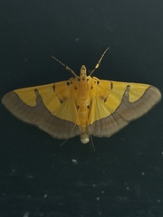 Endocrossis flavibasalis