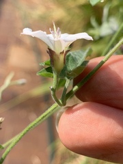 Convolvulus farinosus