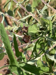 Convolvulus farinosus