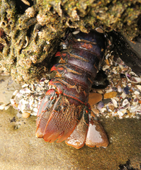 Panulirus interruptus