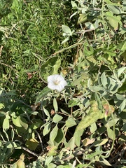 Convolvulus farinosus