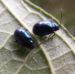 Syphrea