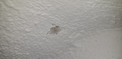 Scopula umbilicata