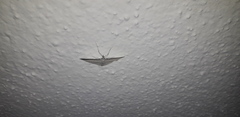 Scopula umbilicata
