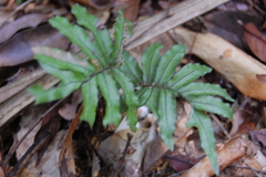 Trichomanes pinnatum