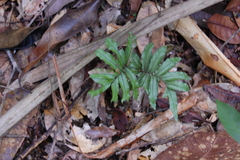 Trichomanes pinnatum