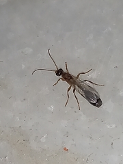 Tetraponera rufonigra