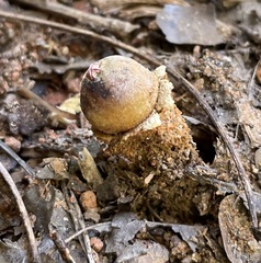 Calostoma lutescens