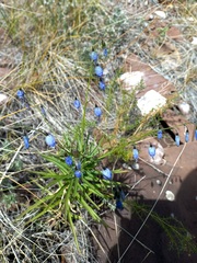 Adenophora stenanthina