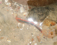 Panulirus interruptus