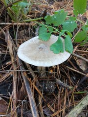 Clitocybe
