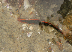 Panulirus interruptus