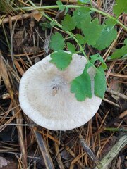 Clitocybe