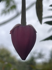 Crinodendron hookerianum