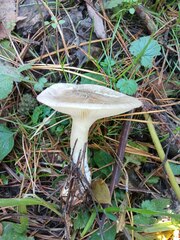 Clitocybe