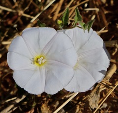 Calystegia occidentalis