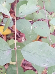 Caprifoliaceae