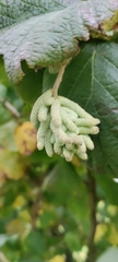 Corylus avellana