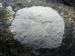 Pertusaria aspergilla