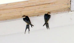 Cecropis cucullata