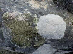 Pertusaria aspergilla