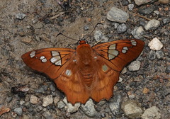 Myscelus phoronis