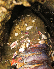 Panulirus interruptus