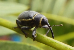 Rhyssomatus marginatus