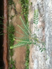 Phyllanthus debilis