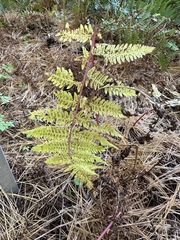 Athyriaceae