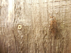Sylvicola fenestralis