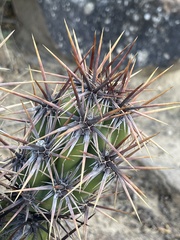 Corynopuntia invicta