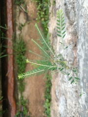 Phyllanthus debilis