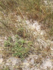Ehrharta villosa