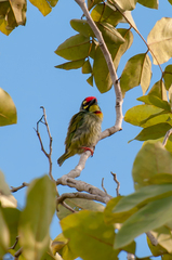 Psilopogon haemacephalus