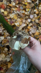 Tricholoma