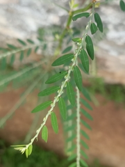 Phyllanthus debilis