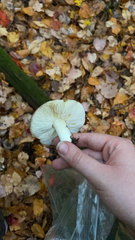 Tricholoma