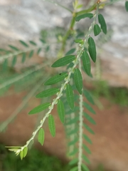 Phyllanthus debilis