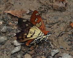 Myscelus phoronis